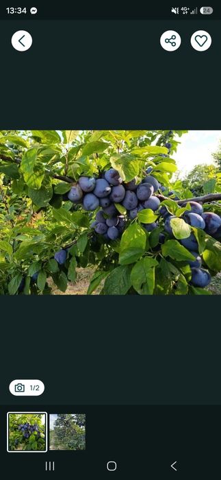Prune de tuica vanzare