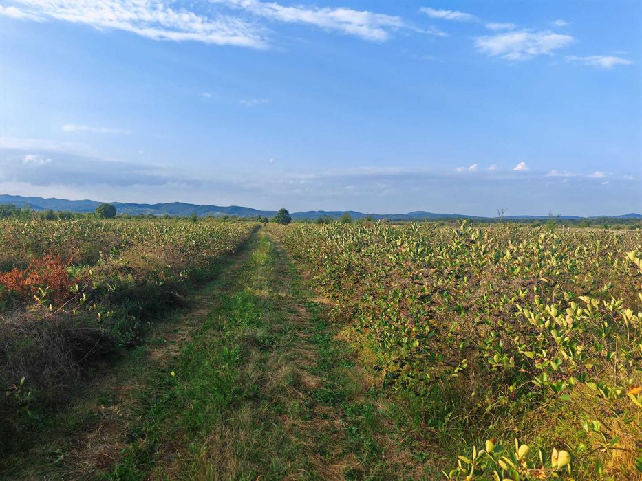 Aronia BIO certificată – fructe proaspete din plantație ecologică
