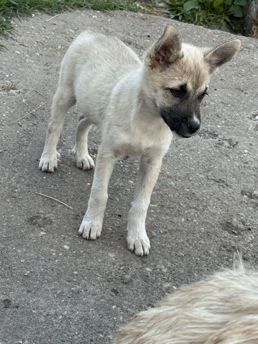 Catelusi pentru adoptie