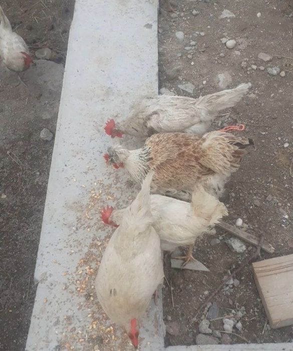 Товук сотилади оптом