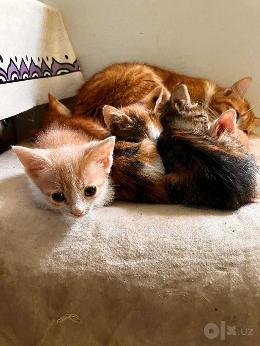 Котята отдам бесплатно