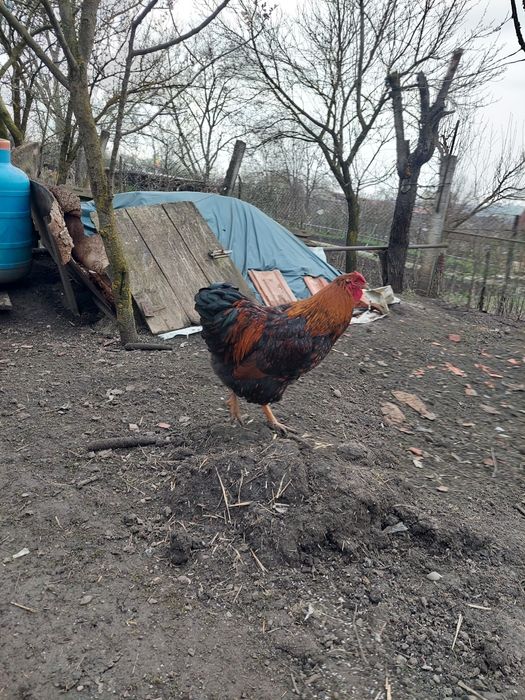 Cocos wyandotte Gsg.