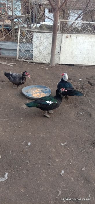 Индоутки селезни.. Индоутки.