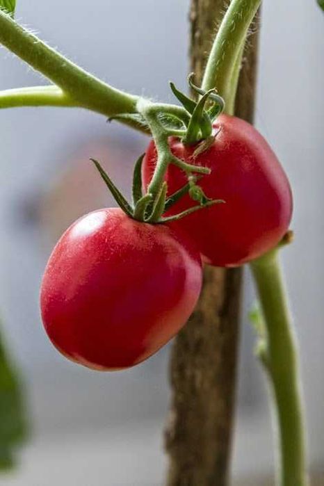 Pomidor soki Halol, pok tayyorlangan