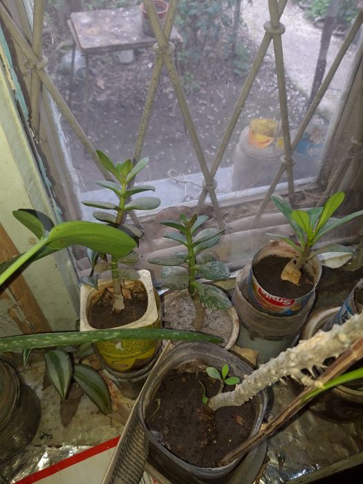 Комнатные цветы дешево