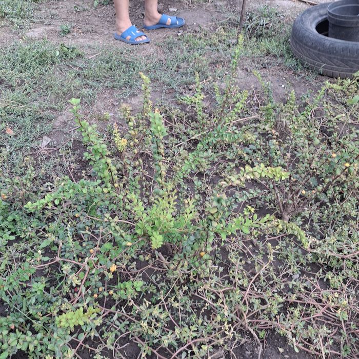 Растения,кусарники