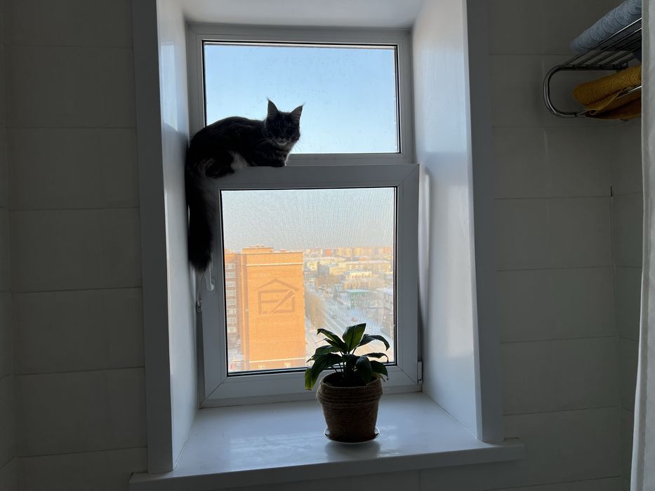 Кошка Мейн-Кун чистокровная