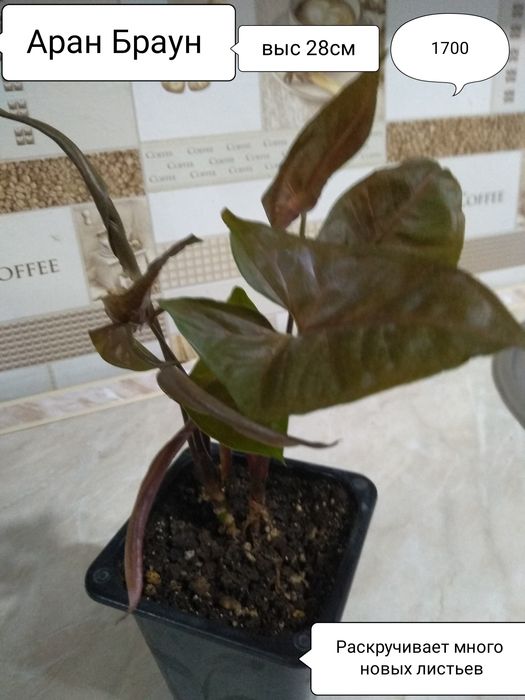 Продам Сингониумы.Пеперомии