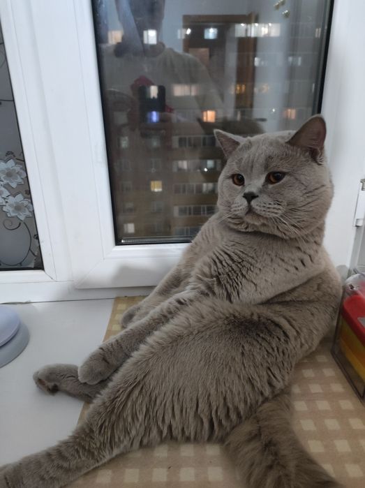 Вязка кот британец