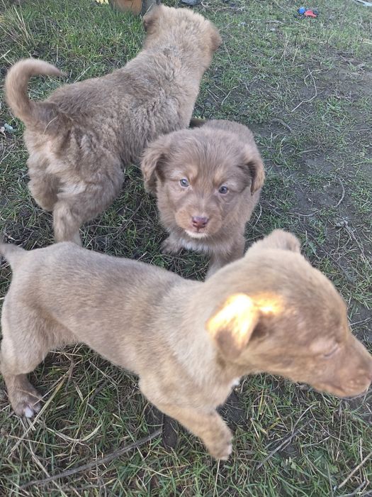 donez cățeluși,cadoul perfect de craciun