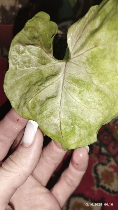 Продается Шикарный Сингониум сорт Альюжен