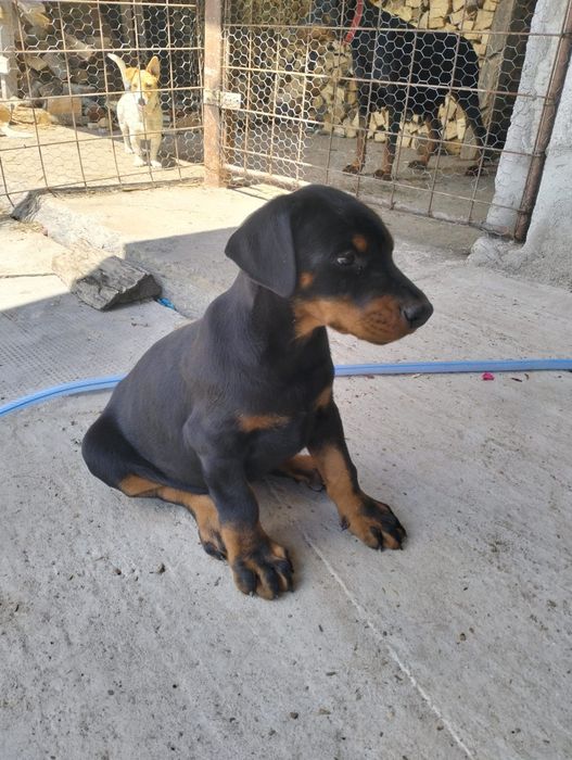 Femelă Doberman Black & Tan