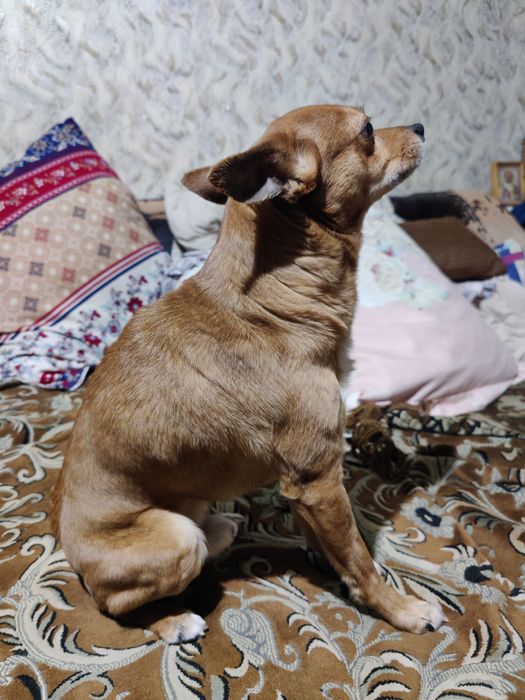 Собака той-терьер