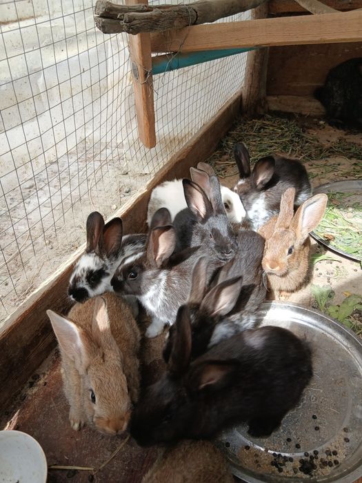 Продаётся кролики