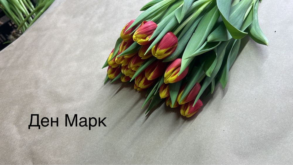 Тюльпаны только оптом