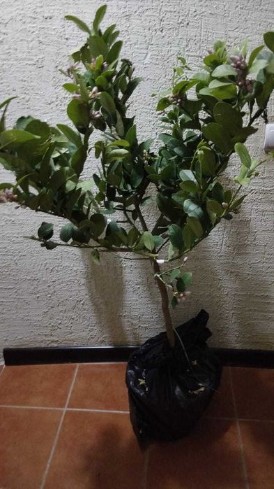 Лимон цветущий и с плодами