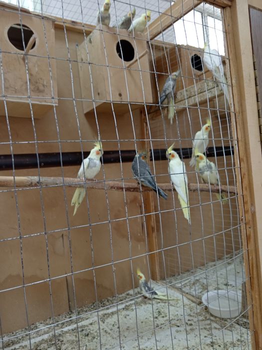 Папугай карелла Продам