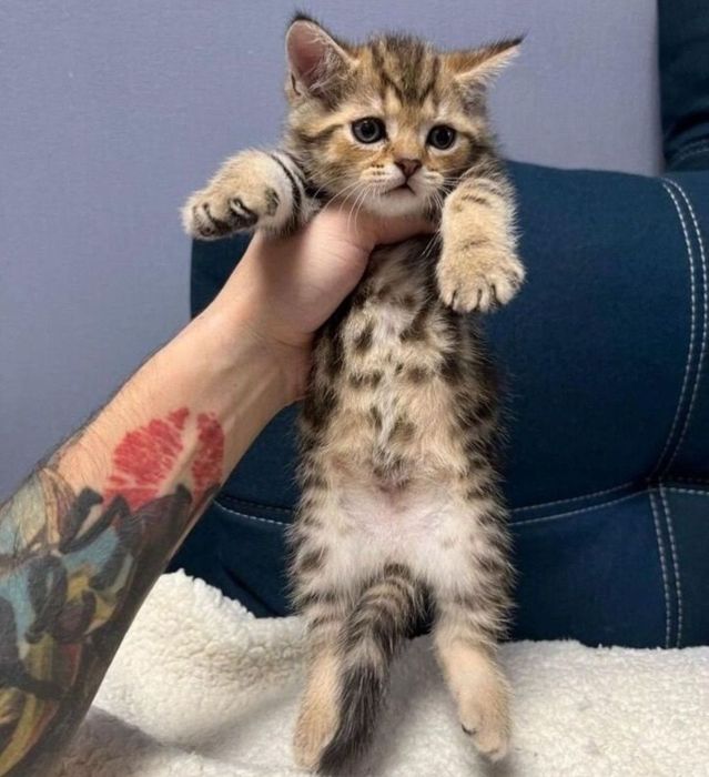 Котята мальчики и девочки цены разные!