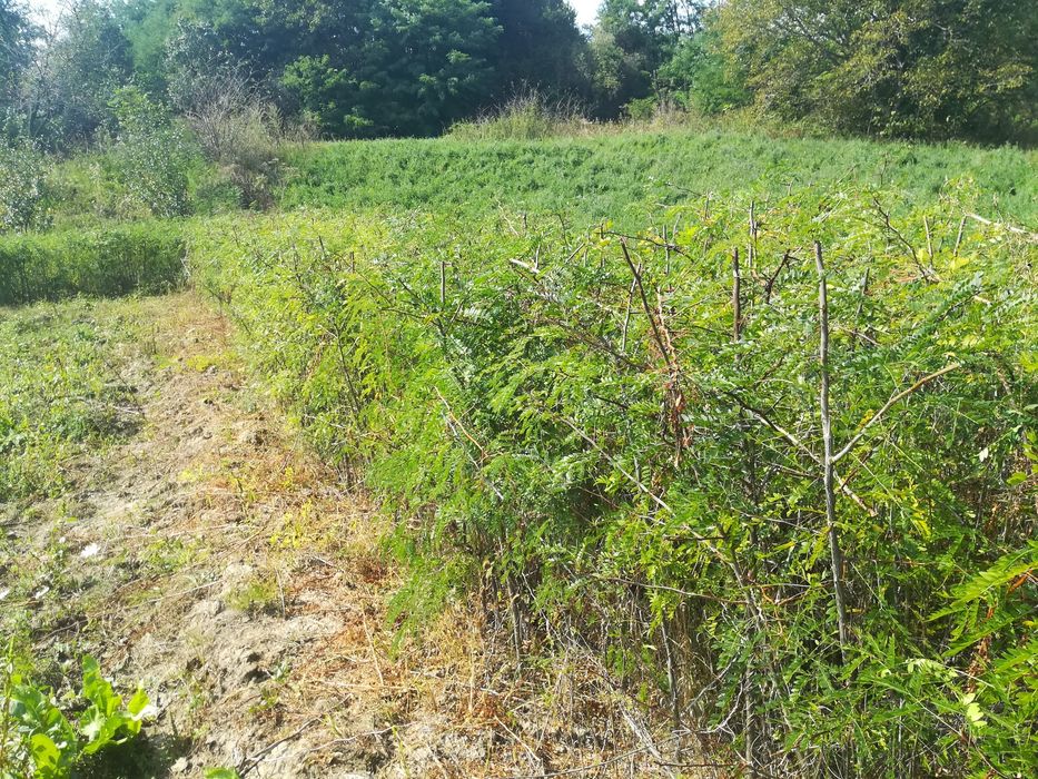 Gladiță (roscove), puieți  anul 1, pentru gard viu