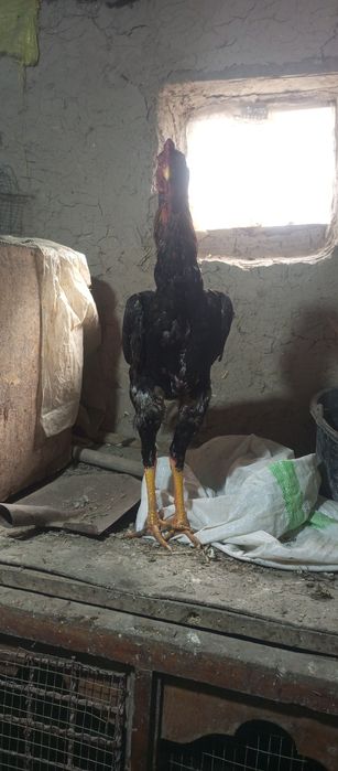 dakang xoroz sotladi