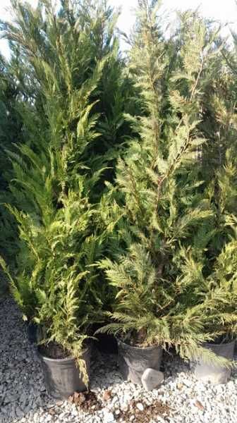 Arbori Leylandii pentru Amenajări Exterioare Moderne
