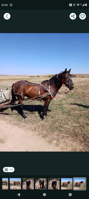Vând iapă 4300 lei