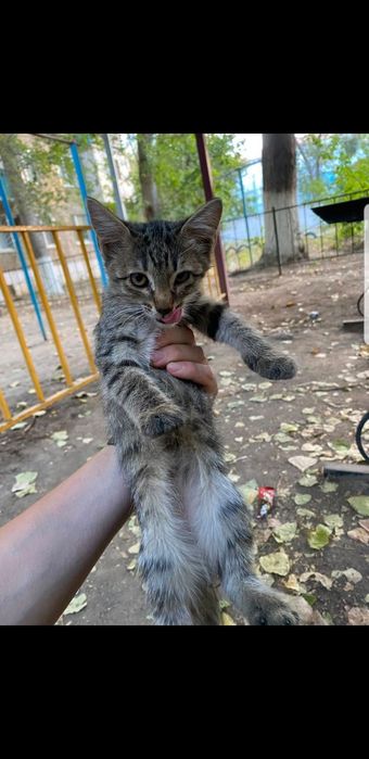 Отдам котят в добрые руки