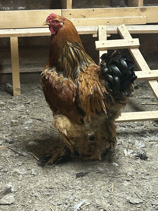 De vanzare cocosi brahma pret 200 de lei