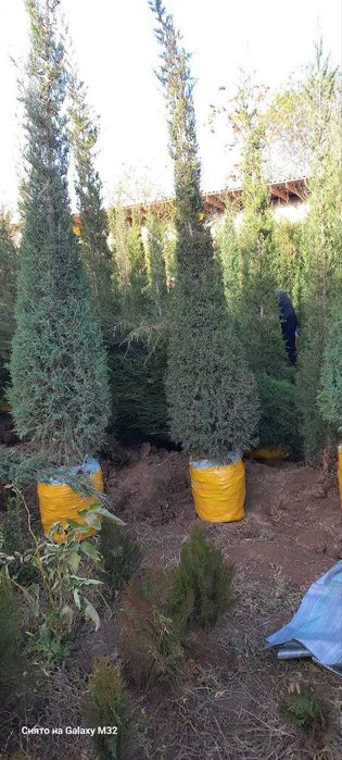 Можжевельник ва ясин кучатлар сотилади