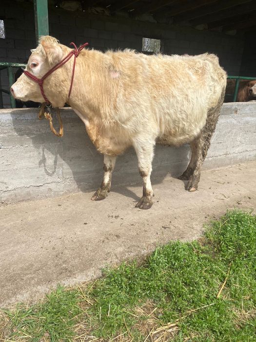 Коровы стельные порода