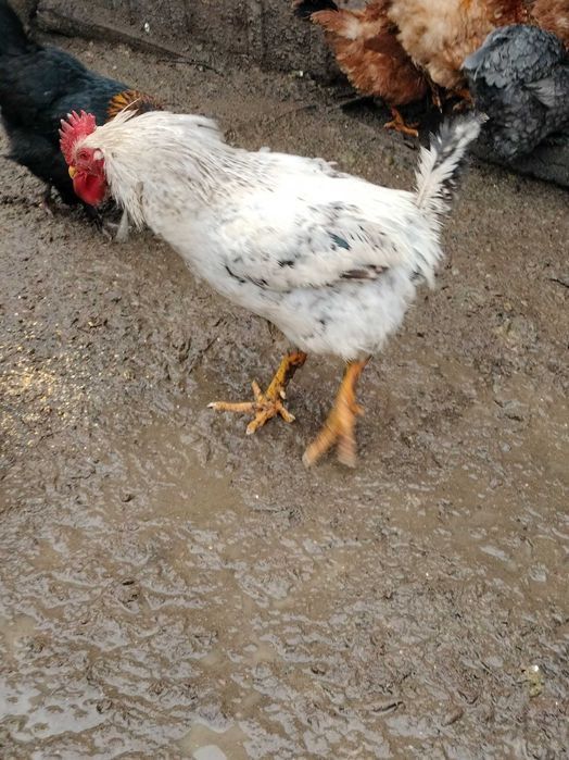 Cocoși de țară preț 70 leo