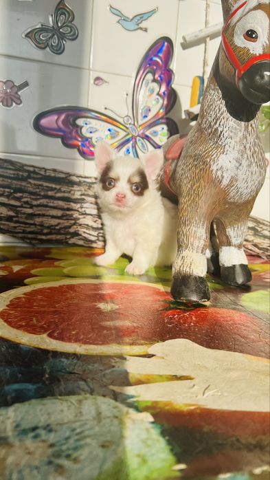 Чихуахуа момиче и 2 момчета. София зона б19.