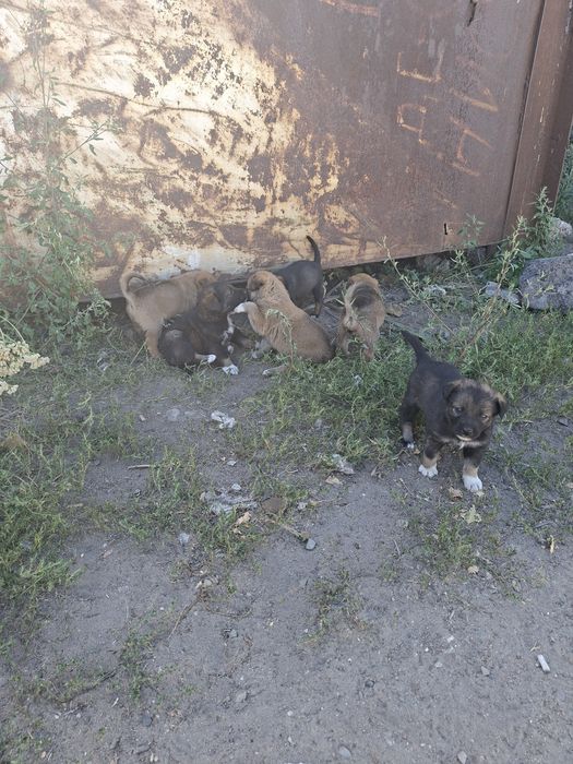 Отдам щенят Бесплатно