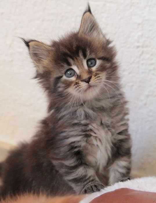 Maine Coon Activv