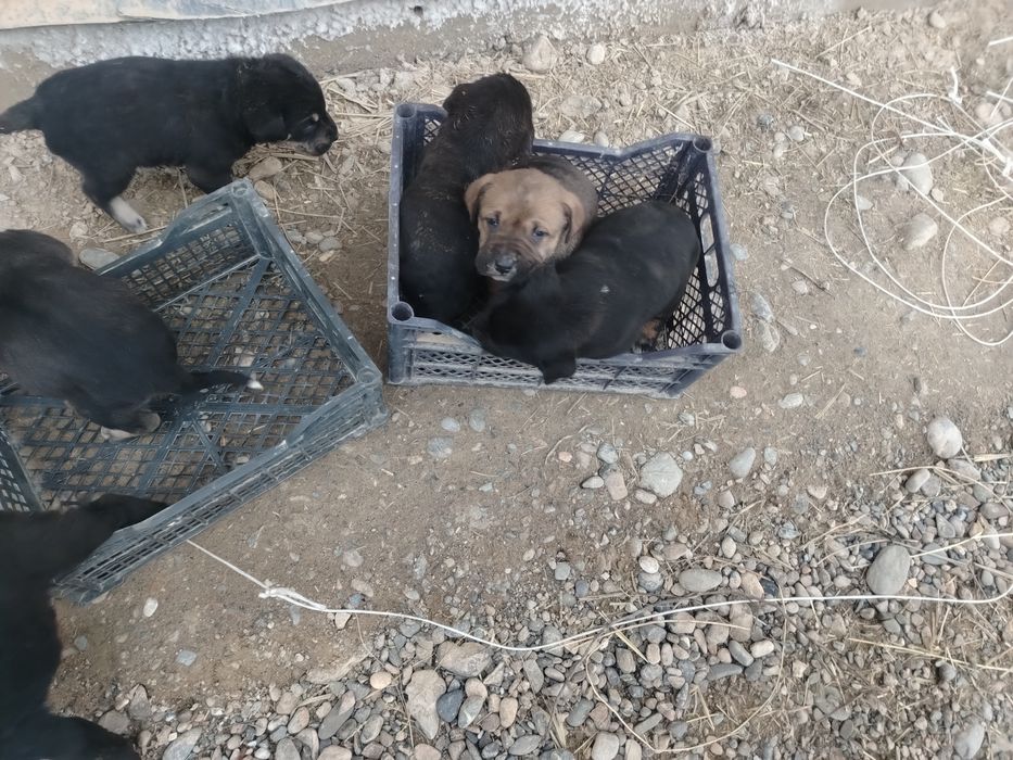 Lablador bolalari bilan