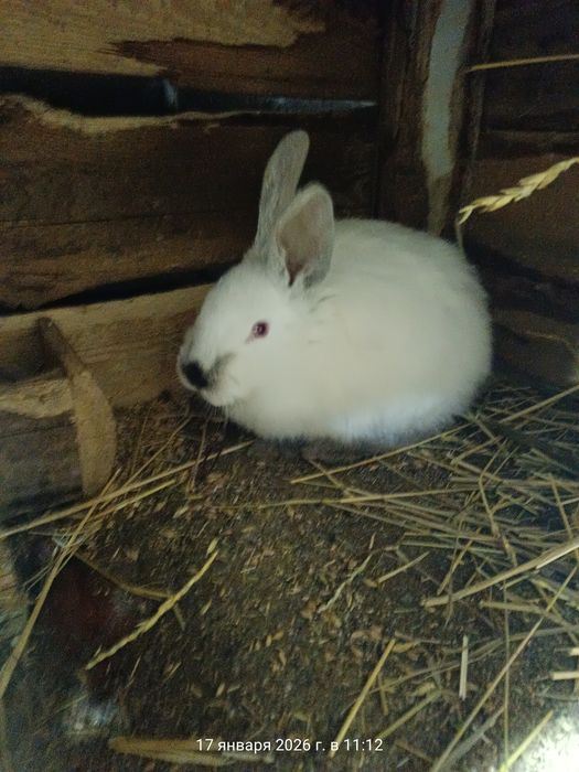 Продам кроликов!!!