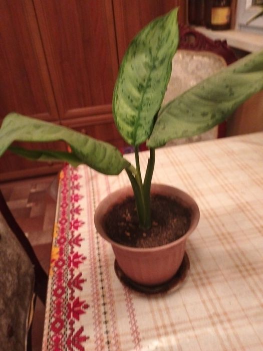 Цветы домашние разные