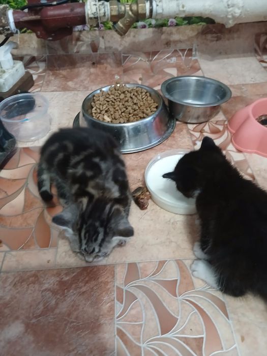 Отдам котят в добрые руки
