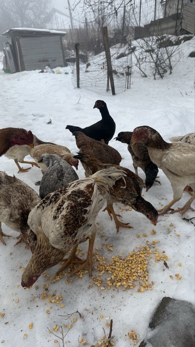 Продаю мощных дакан кур и петухов