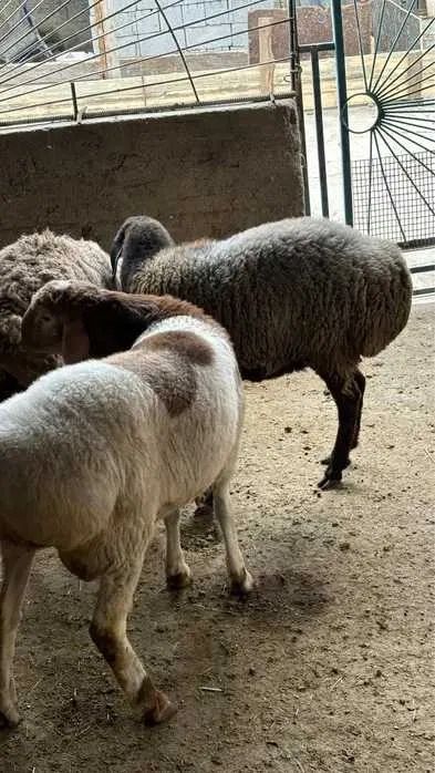 Продам баран молодых