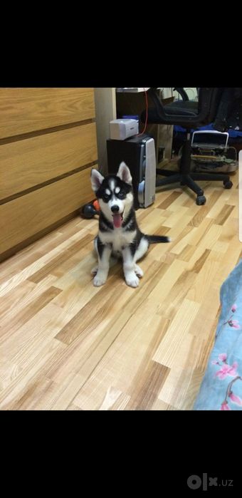 Husky хаски хасочки кутята продается красивые