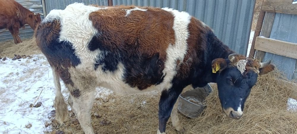 Продам тёлок с первым отелом