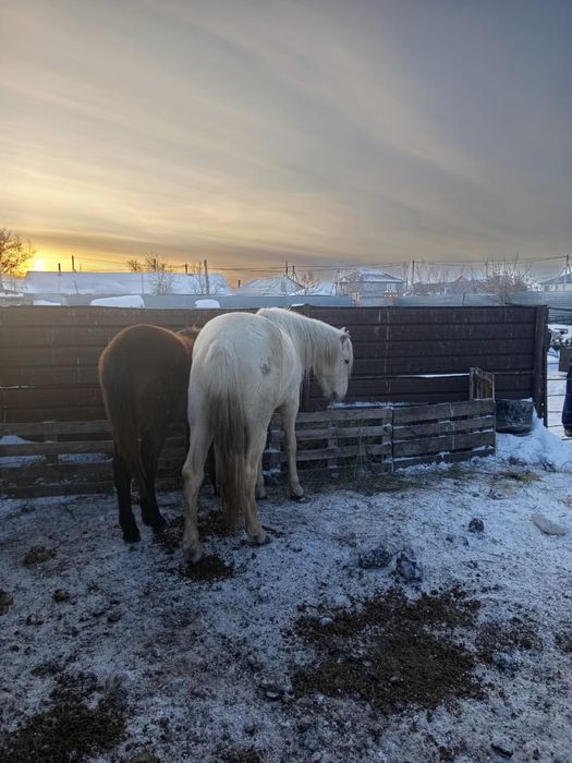 Продам лошадь донен