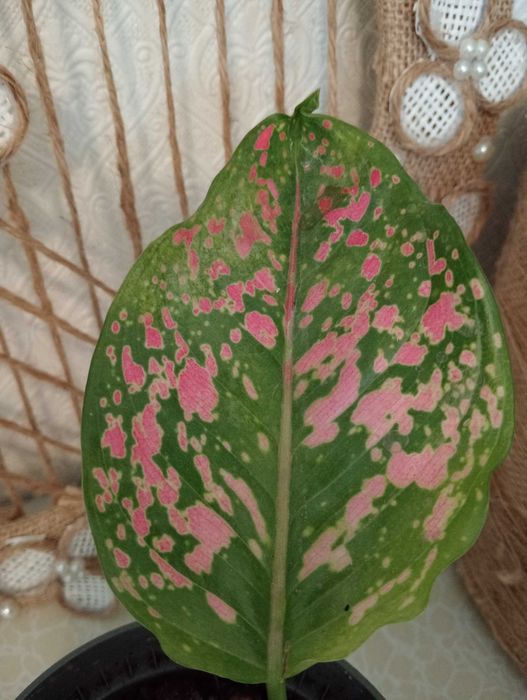 Уютные и Красивые цветы в Ваш Дом