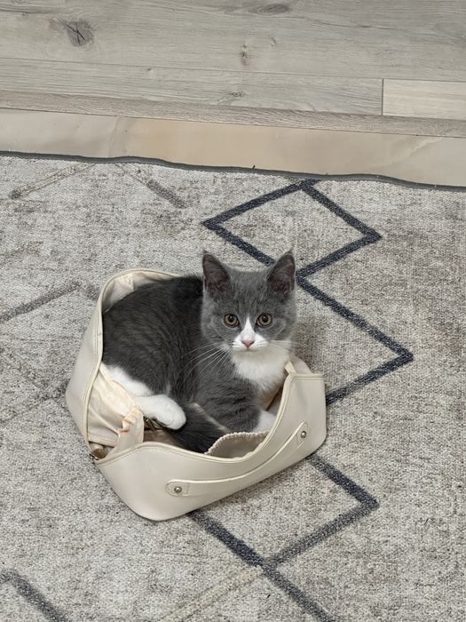 Шотландский-страйт(прямоухий)