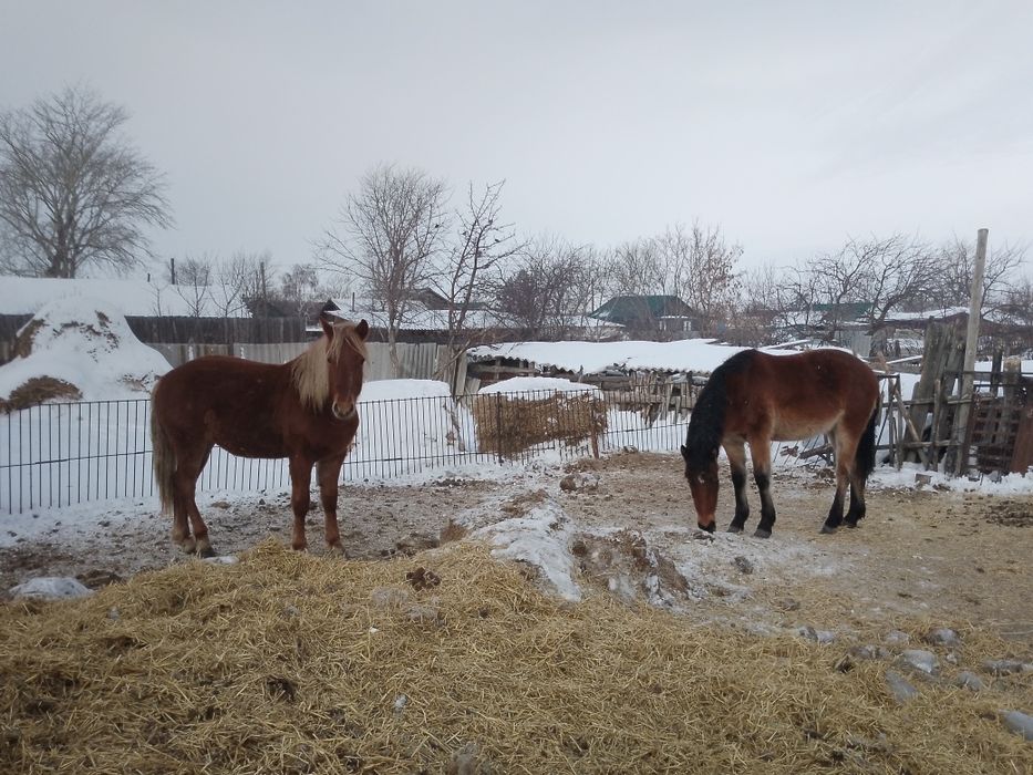 Продам коней по 500