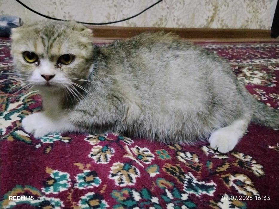 Mushuk chiroyli uyda boqilgan bolasi bor