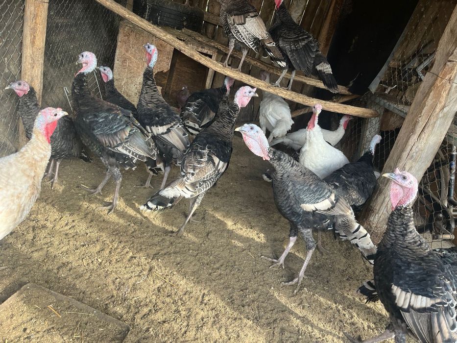 Vand curcani crescuti natural