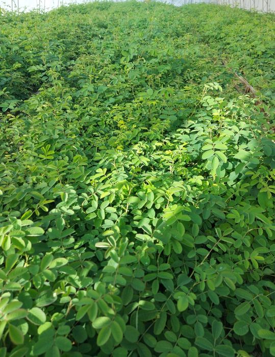 Разсад маслодайна роза. Документи!!!