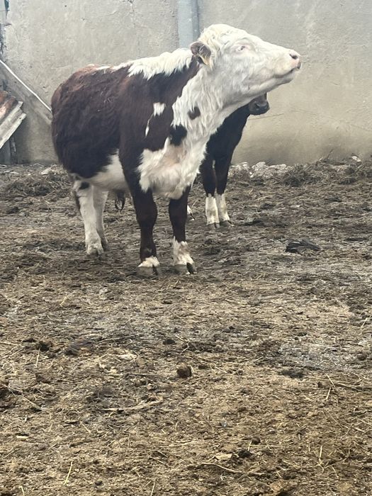 2 жасар бұқа өте жаксы жұмыс жасайды